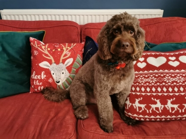 Baxter at Christmas